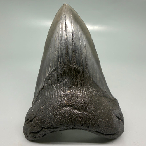Dente squalo megalodon - dente,