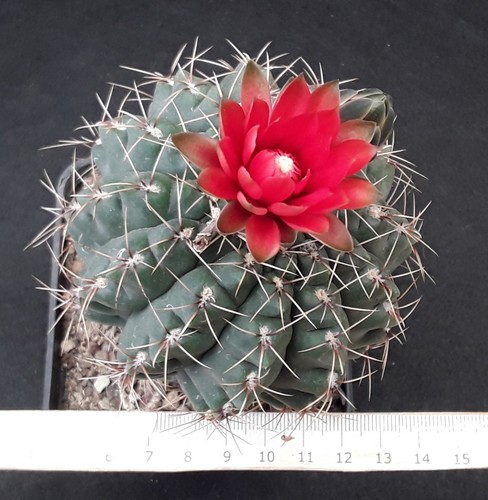 Gymnocalycium baldianum old