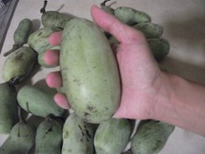 Pawpaw Tree Seed (Asimina