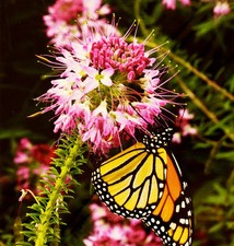 100 SEEDS - rocky mountain bee