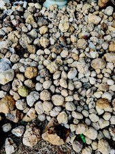 Kentucky Geodes lotto 10