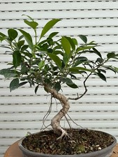 Ficus Retusa Bonsai - Bonsai Shohin
