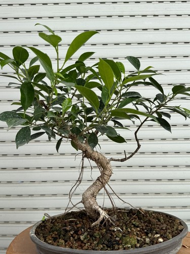 Ficus retusa bonsai - retusa,