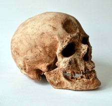 Cro-Magnon Skull Replica