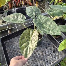 Alocasia Wentii, Exact Plant