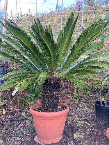 Cycas xxl pianta imperdibile - xxl,