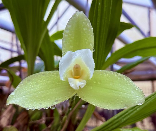 Lycaste green giant nuovo - lycaste,