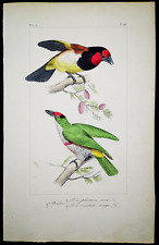 1836, Pauquet incisione dipinto a mano su uccellini esotici Y4Q