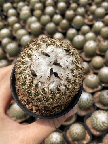 Rara pianta succulenta