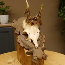 Corna di Cervo Grandi Palchi