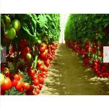 POMODORO DELFINI, 50 SEMI + regalo