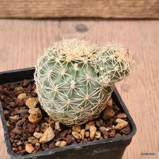 D6167 SCLEROCACTUS WETLANDICUS SSP. ILSEAE RP25 INNESTATO pot7-H6-W5,5 cm ci