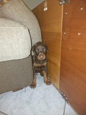 Cuccioli di Cane Dobermann