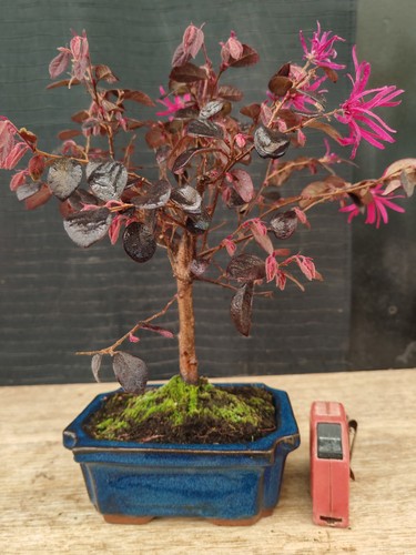 Bonsai loropetalo 31 - ,