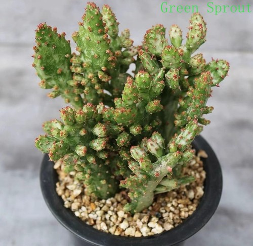 Edithcolea grandis piante - , in