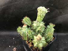 EUPHORBIA HORRIDA F. MONSTER CACTUS PIANTE GRASSE AGAVE SUCCULENTE 7001