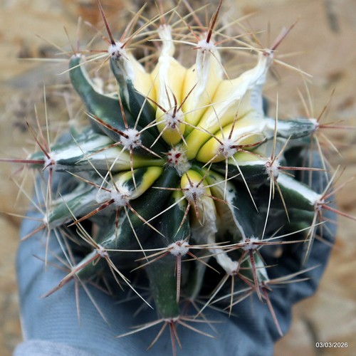 K175 ferocactus variegated - k175,