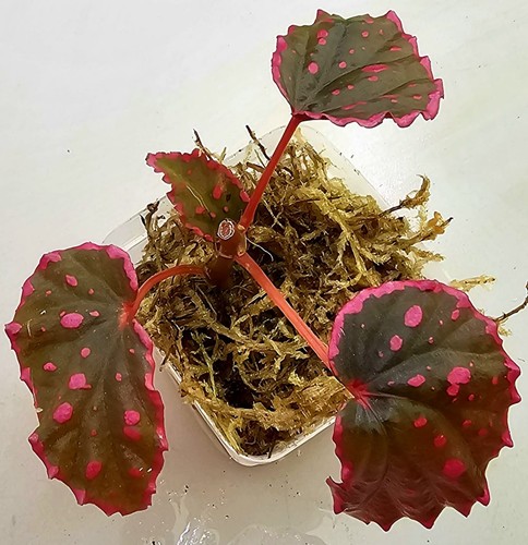 Bellissimo ibrido begonia - ,
