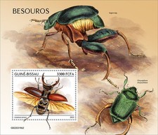 Coleotteri