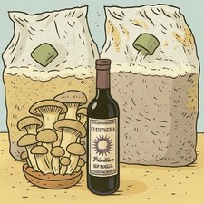 1 Fungaia funghi Pleurotus