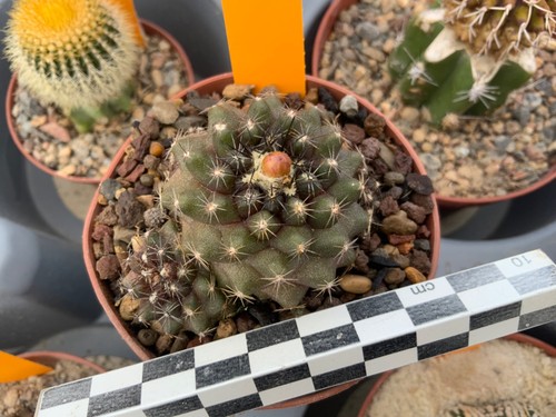 461 copiapoa spec lost label - copiapoa,