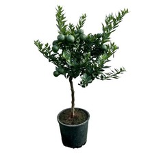 Chinotto Albero vaso Ø20cm