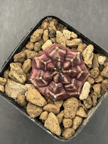 Gymnocalycium daydream - gymnocalycium,