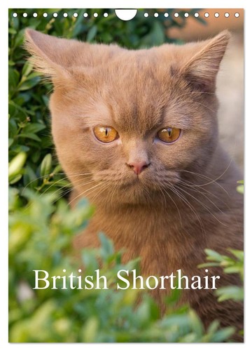 British shorthair wall - shorthair, (wall