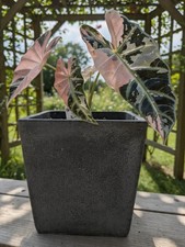 80001465 Alocasia Bambino