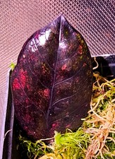 Zamioculcas zamiifolia corvo - zamiifolia,
