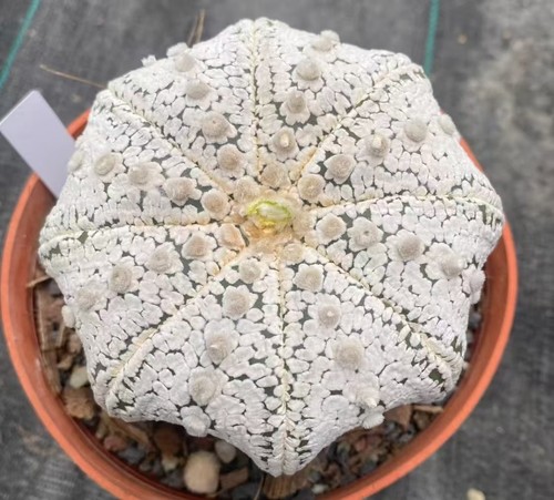 Pianta rara astrophytum - rara,