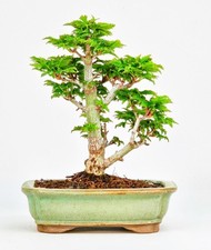 Bonsai acero testa leone - bonsai,