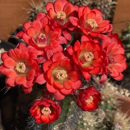 Echinocereus durangensis seeds - echinocereus,