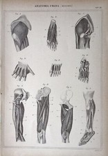 Stampa Antica Incisione fine