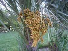 6 SEMI DI PALMA DA DATTERO "Phoenix dactylifera L"