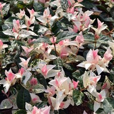 1 PIANTA DI RYNCOSPERMUM GELSOMINO TRICOLOR IN VASO DA 15CM, PIANTE DA INTERNO