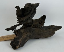 Pianta per acquario naturale