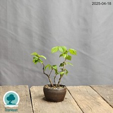 Bonsai Carpinus Betulus Prebonsai di Carpino in Vaso Artigianale Outdoor 15cm