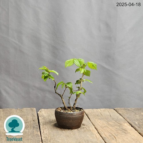 Bonsai carpinus betulus - bonsai,