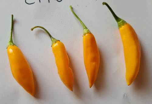Semi peperoncino aji - 20,