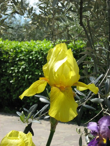 Raro rizoma iris germanica - iris,