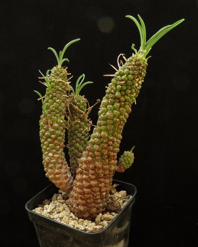Euphorbia