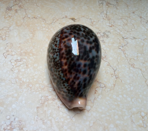 Cypraea pantherina conchiglia