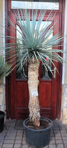 Yucca rostrata tronco 200 cm - yucca,