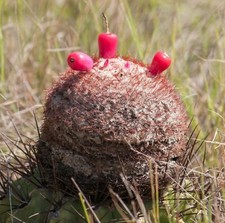 10 Melocactus amoneus SEMI CACTUS PIANTE GRASSE