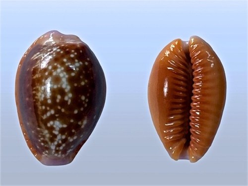 Cypraea helvola argella - ,, diego