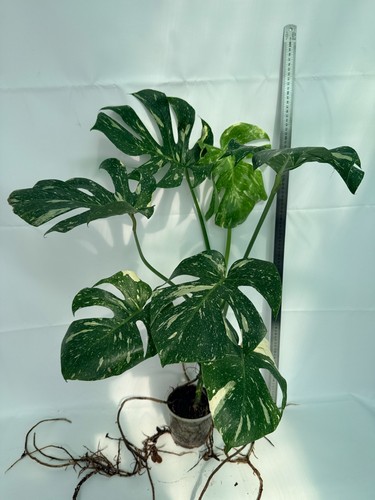 Monstera thai constellation - monstera,