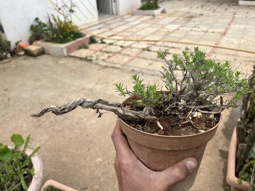 Bonsai timo pianta aromatica - bonsai, timo,