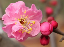 Prunus Mume roseaplena vaso 9