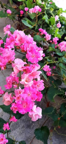 Flor coral antigonon - flor,